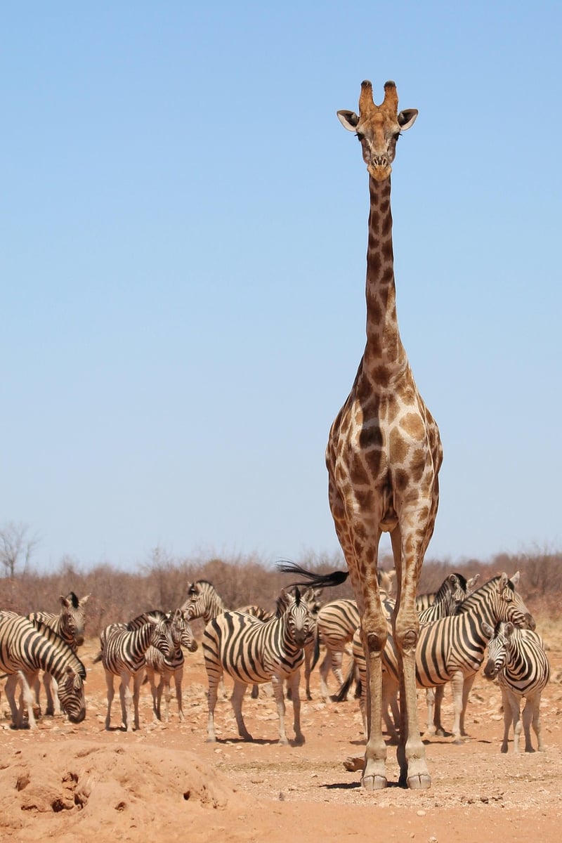 Historical Safaris